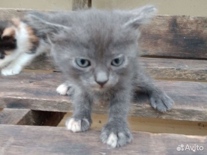 Котята в добрые руки бесплатно