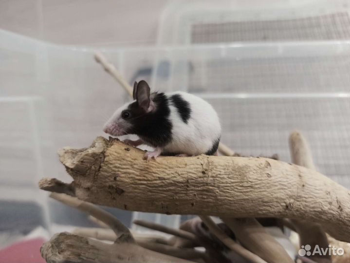 Японские бамбуковые мыши