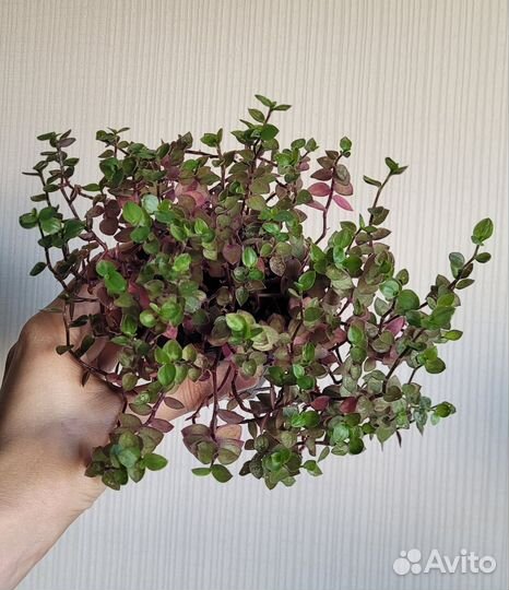 Каллизия, камнеломка, фикус