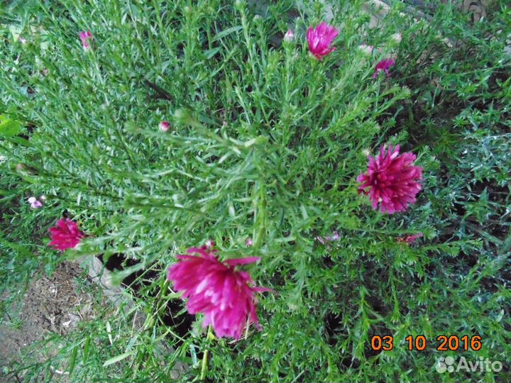 Многолетняя астра