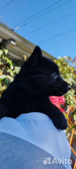 Супер щеночки