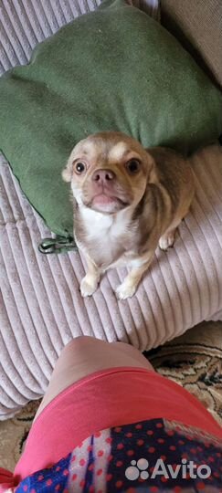 Ищет невесту