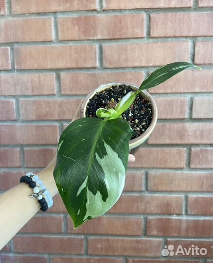 Филодендрон white wizard