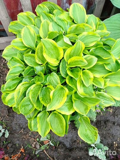 Хосты. Добавила гейхеры и бузульник