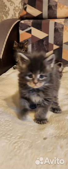 Котята мейн-кун