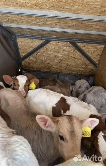 Телята мясной породы