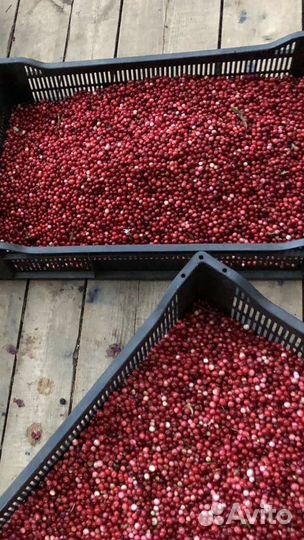 Брусника свежая