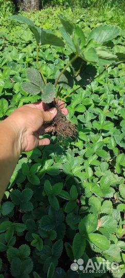 Рассада клубники