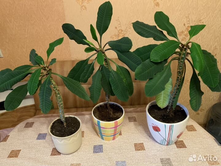 Молочай гребенчатый