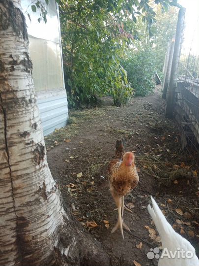 Продам петуха
