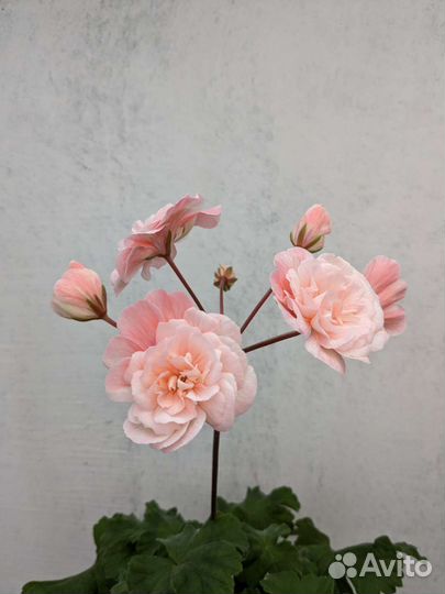 Пеларгония Леона Галактика