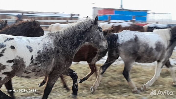 Жеребец 3й год