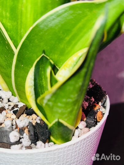 Сансевиерия Ханни Пагода Стриата