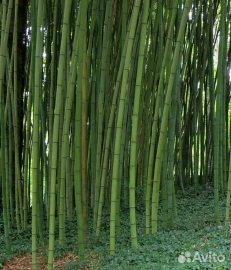 Бамбук на все случаи жизни)