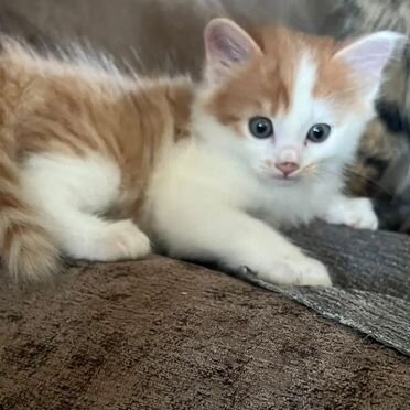 Курильский бобтейл короткошёрстный котёнок