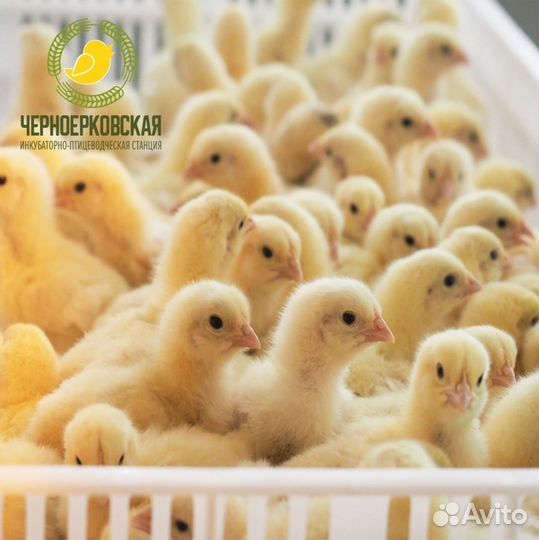 Суточные цыплята бройлера