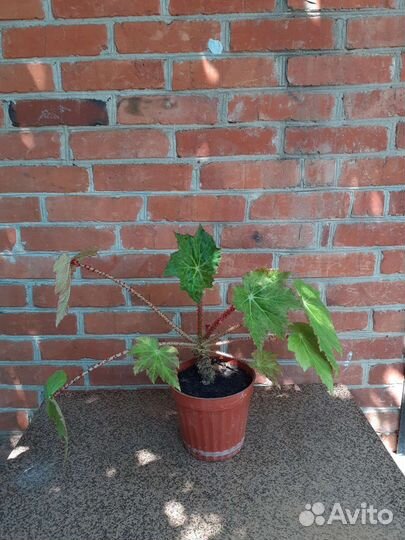 Бегония манжетчатая (небритый мужик)