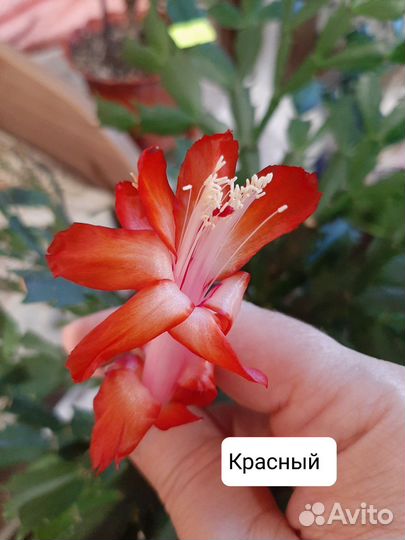 Декабристы