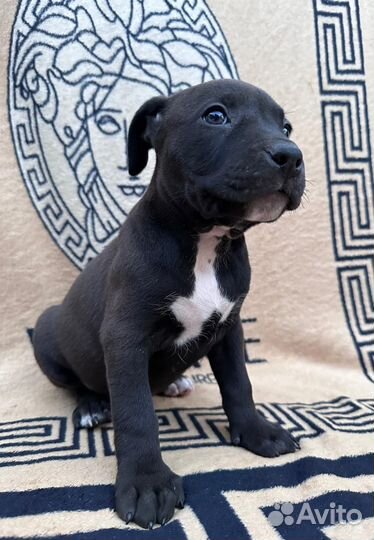 Щенки стаффорда