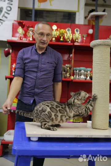 Вязка кот, Бенгал, минк