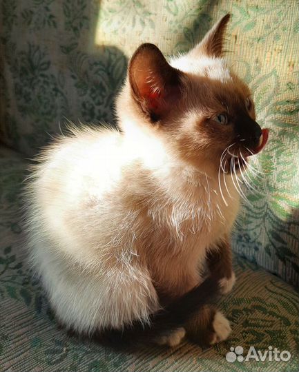 Отдам в добрые руки