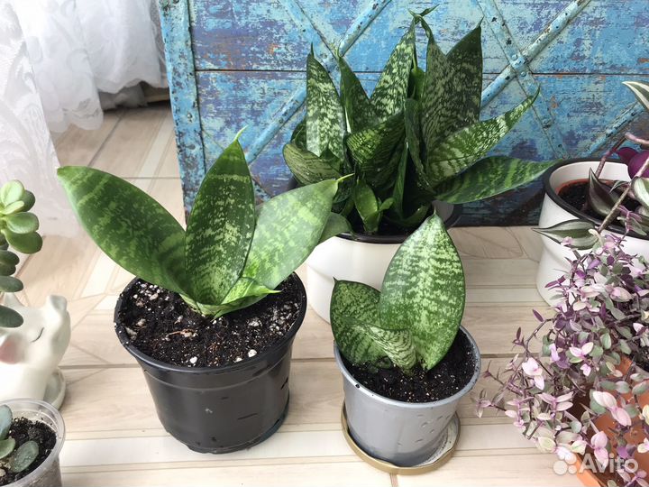 Сансевиерия кудрявая Ханни