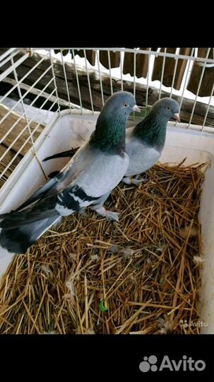 Турецкая такла