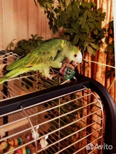 Клетка для крупного попугая или другого животного