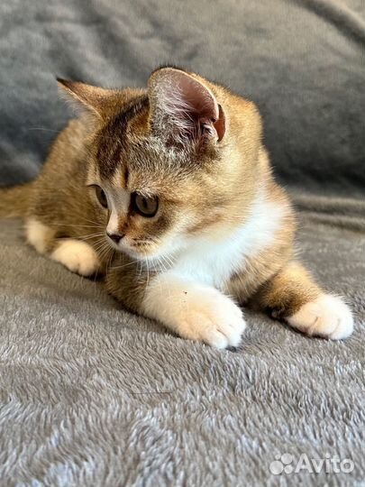 Шотландская