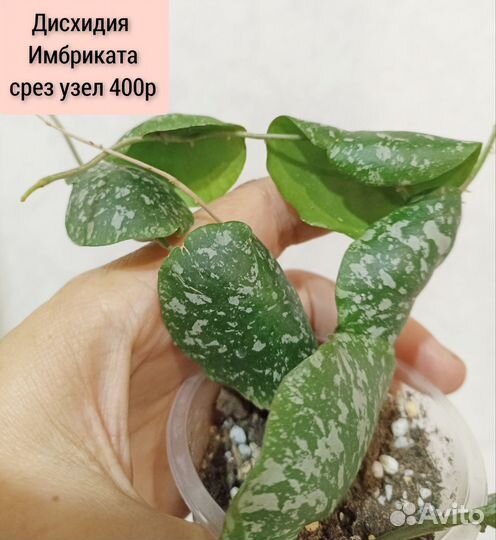 Хойи сортовые - 3