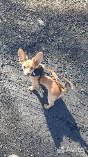 Собака русский той терьер