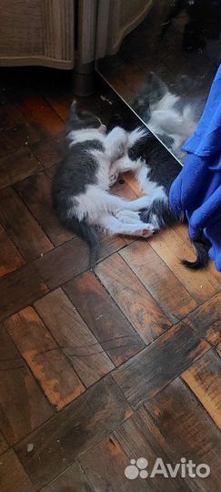 Котята в добрые руки даром бесплатно
