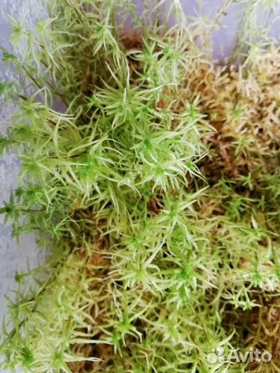 Живой мох, Кора пробкового дуба