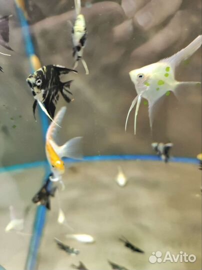 Скалярия мраморная в ассортименте