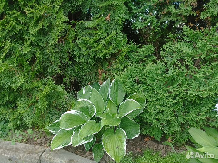 Хоста растение