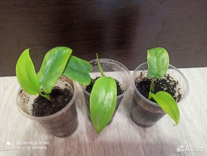 Филодендрон Виолин Голд