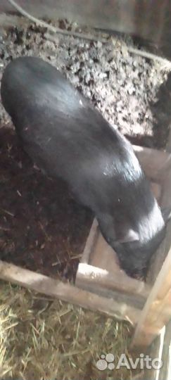 Вьетнамская вислобрюхая свинья