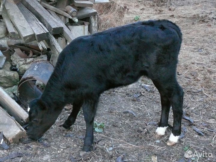 Телочка 1,5 мес