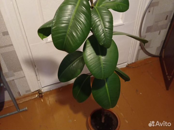 Фикус каучуконосный большой