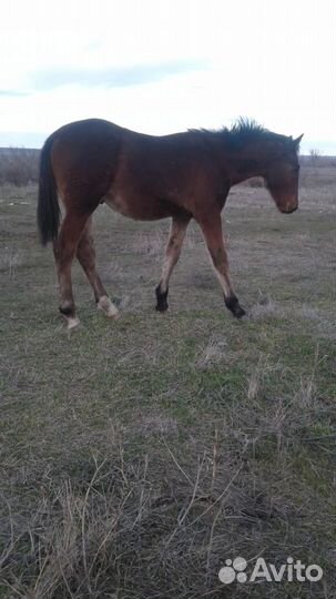 Жеребчик орловской породы