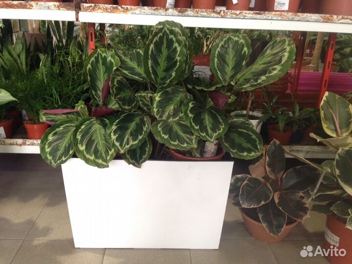 Растения для офиса