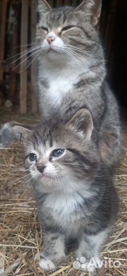 Котёнок