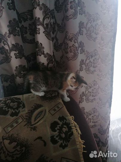 Кошка в дар