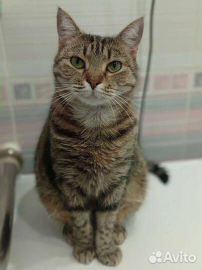 Кошка Марфуша