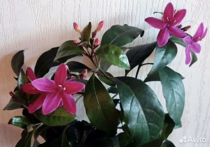 Псевдоэнрантемум Лаксифлорум