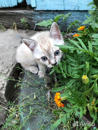 Котята мальчики от кошки крыселовки