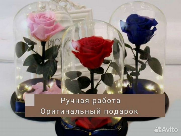 Роза в колбе. Новая