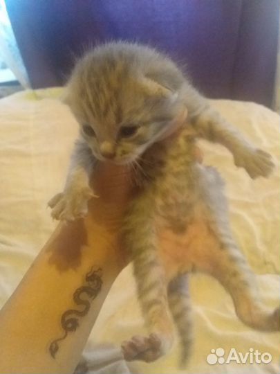 Отдам в добрые руки котят