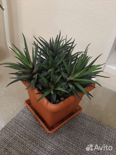 Комнатные цветы