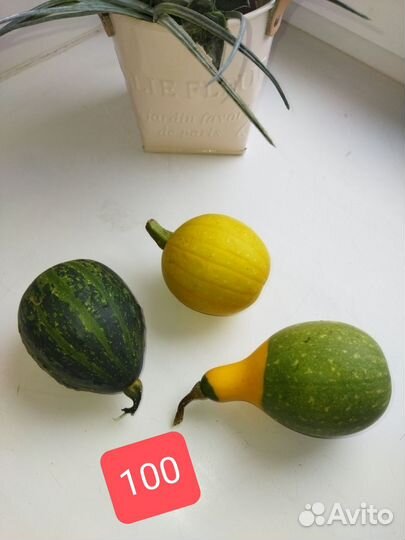 Тыквы декоративные для интерьера